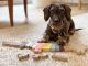 Puzzle de Letras Perro - Juguete Educativo de Madera