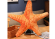 Cojín de Peluche Estrella de Mar 50 cm x 40 cm - Colección Nueva Fauna