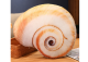 Cojín de Peluche Concha de Caracol 50 cm x 40 cm - Colección Nueva Fauna